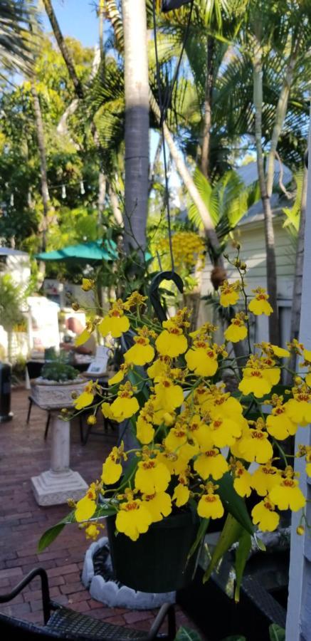 Bed and Breakfast The Artist House Cayo Hueso Exterior foto